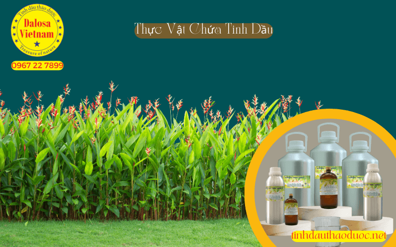 thuc-vat-chua-tinh-dau