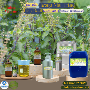 Tinh Dầu Hương Nhu Trắng  - Holy Basil Essential Oil 1 lít