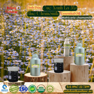 Tinh Dầu Hoa Cúc Xanh - Blue Chamomile Essential Oil 1 lít