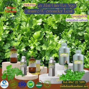 Tinh Dầu Lá Ngò - Rau Mùi - Cilantro Essential Oil 1 lít