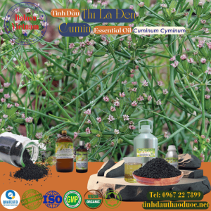 Tinh Dầu Thì Là Ai Cập - Cumin Essential Oil 1 lít