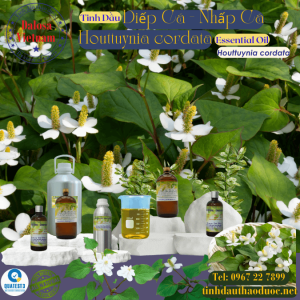Tinh Dầu Rau Diếp Cá - Houttuynia Essential Oil 1 lít