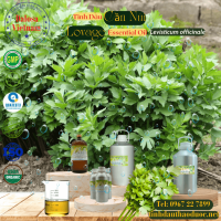tinh-dau-can-nui-lovage-essential-oil-1-lit - ảnh nhỏ  1