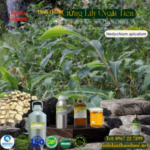 Tinh Dầu Kapoor Kachri - Kapoor Kachri Essential Oil 1 Lít