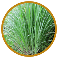 Hoạt Chất Citral - Dược Tính và Tác Dụng Của Tinh Dầu Sả Chanh