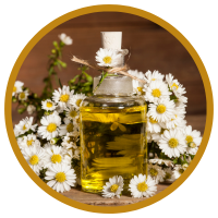 11 Lợi Ích Sức Khỏe Tuyệt Vời Của Tinh Dầu Hoa Cúc La Mã - Chamomile
