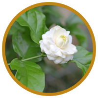 12 Lợi Ích Cho Sức Khỏe Của Tinh Dầu Hoa Lài - Jasmine