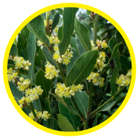 16 Lợi Ích Kỳ Diệu Của Tinh Dầu Nguyệt Quế  - Bay Leaf