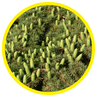 Họ Hoàng Đàn Và Những Loại Tinh Dầu Có Nguồn Gốc Hoàng Đàn Thường Gặp