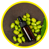 Công Dụng Tuyệt Vời Của Dầu Hạt Neem - Sầu Đâu