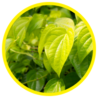 33 Lợi Ích Tuyệt Vời Của Lá Trầu Và Tinh Dầu Lá Trầu Không