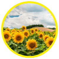 11 Lợi ích tuyệt vời của dầu hướng dương- Sunflower