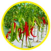 Chiết Xuất Ớt - Capsicum Oleoresin: Thành Phần Hóa Học - Chức Năng - Công Dụng