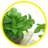 20 Công Dụng Mới Nhất Của Tinh Dầu Bạc Hà