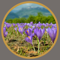 Tinh dầu thiên nhiên và dược phẩm