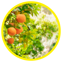 Những Tác Dụng Của Tinh Dầu Cam Ngọt