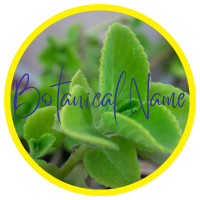 Công Dụng Và Dược Tính Của Tinh Dầu Húng Chanh