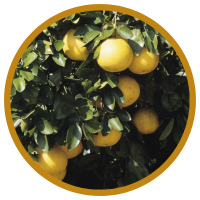 Tinh Dầu Vỏ Bưởi: Grapefruit Hay Pomelo ?