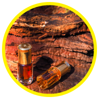 Hàm Lượng Tinh Dầu Trầm Hương Trong cây Dó Bầu